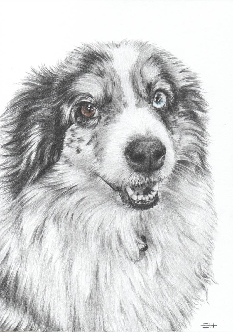 Pet portrait - Personalized drawing